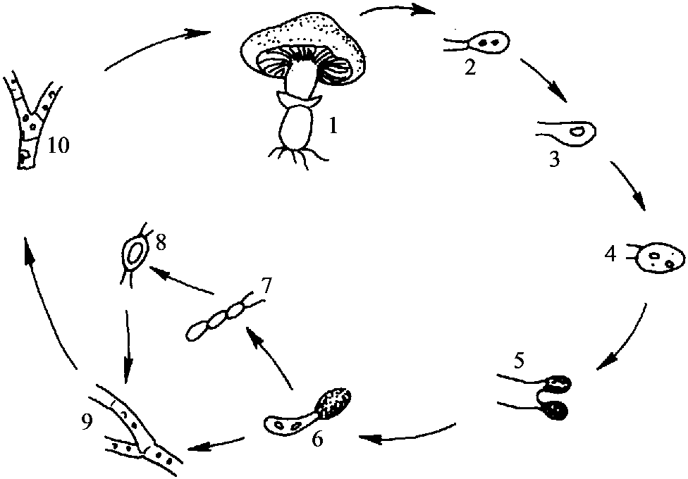 双孢蘑菇生长对环境条件的要求